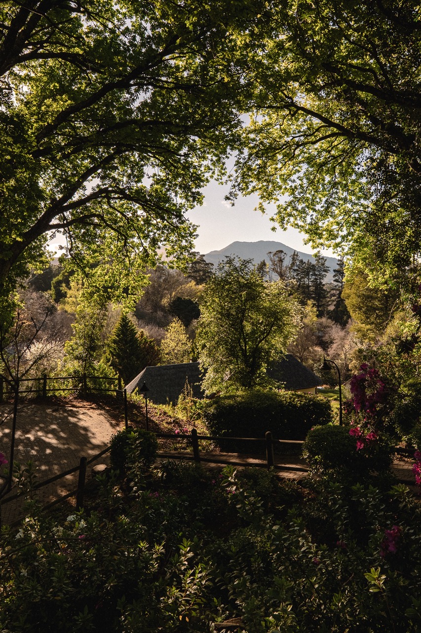 View through forest trees of cottages with mountain backdrop in Hogsback